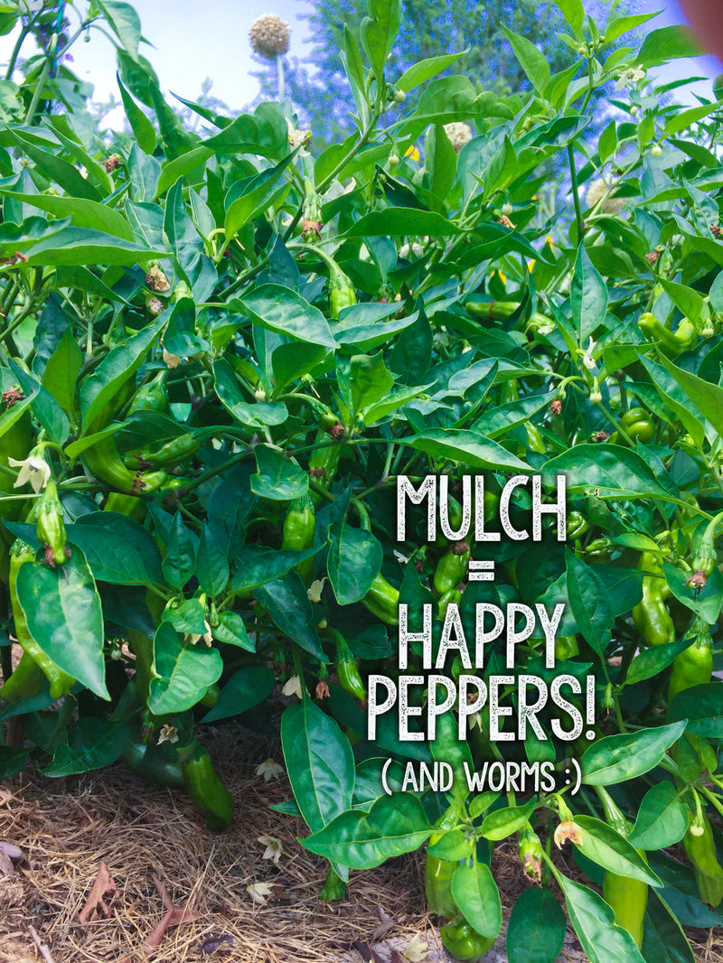 Mulching Peppers

