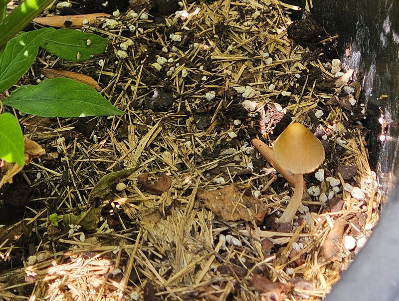 Why are mushrooms growing in my vegetable garden?