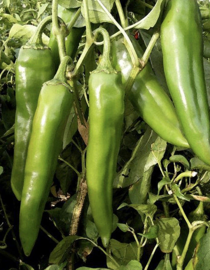 NuMex Sandia Select Chile Pepper Seeds are here!

