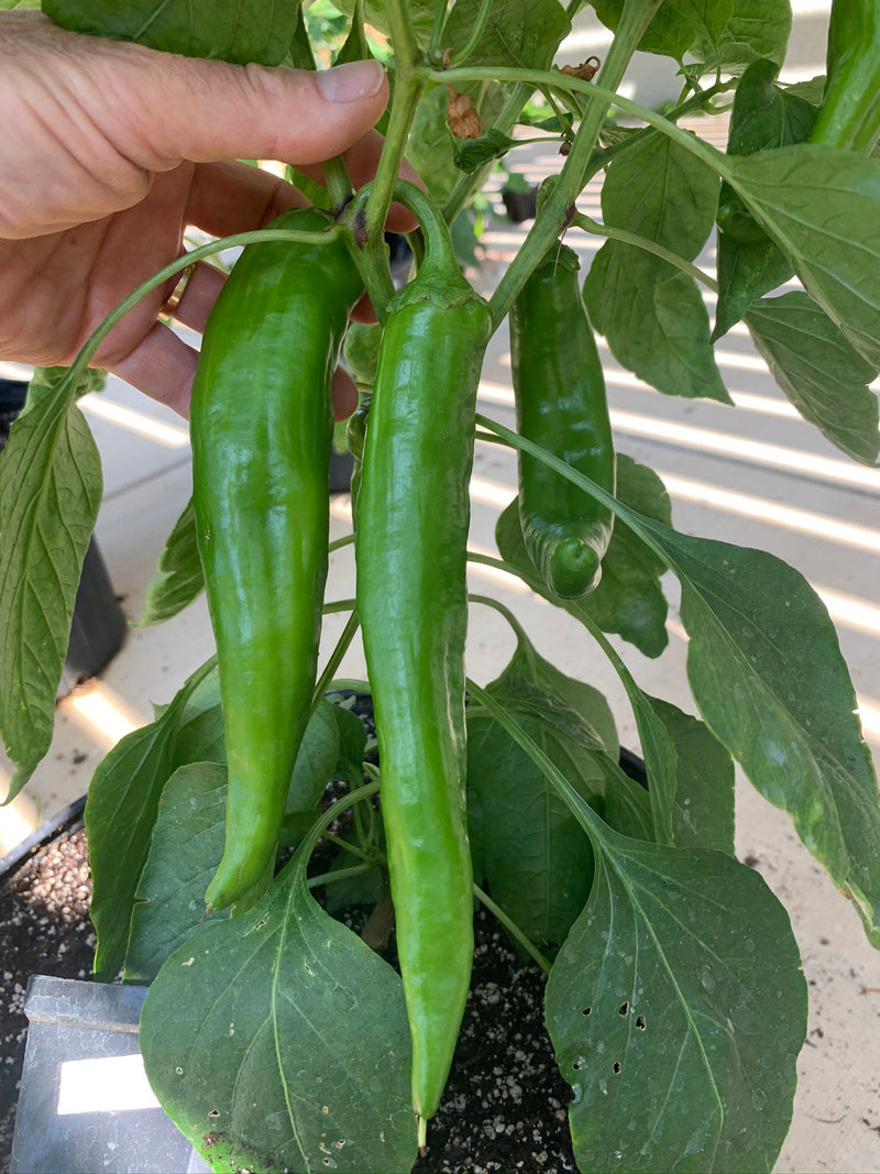 How deep do Hatch Chile roots grow? Chile plant shown 

