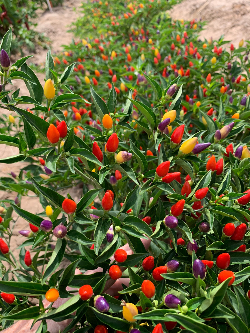 3 Peppers You Should Grow