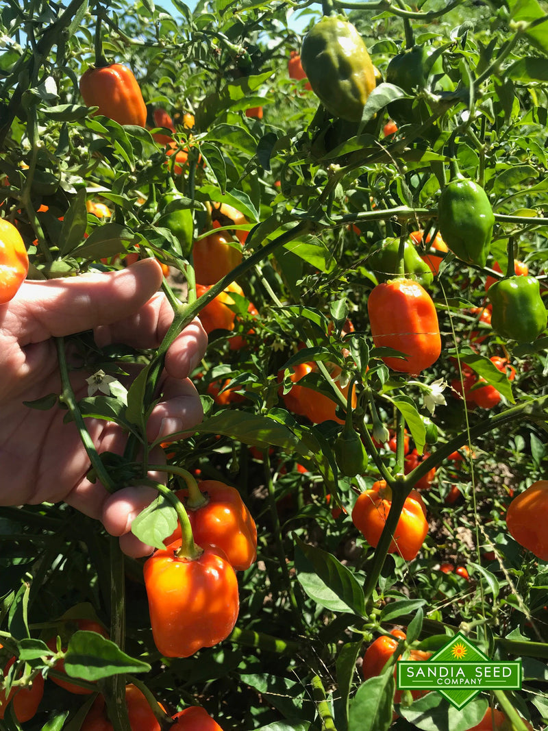 Orange Pepper Seeds - An Orange Habanero with no heat!

