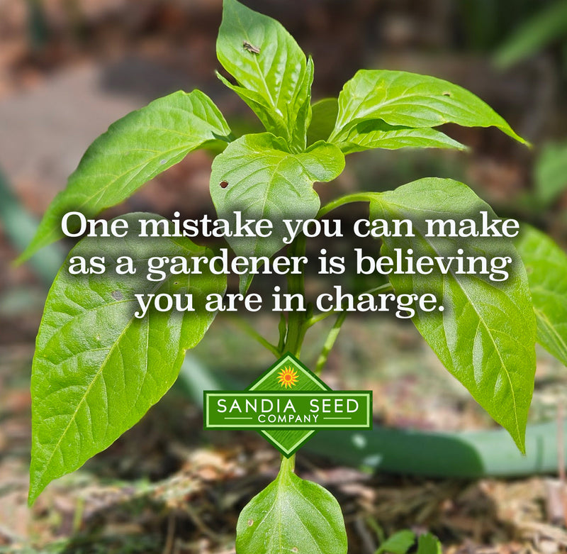 Garden Mistakes - ther eare no mistakes, just experiments