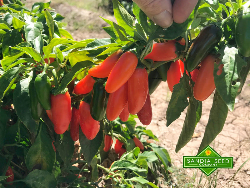 Orange Jalapeno Seeds back in stock! Orange Spice Jalapenos shown on plant in field