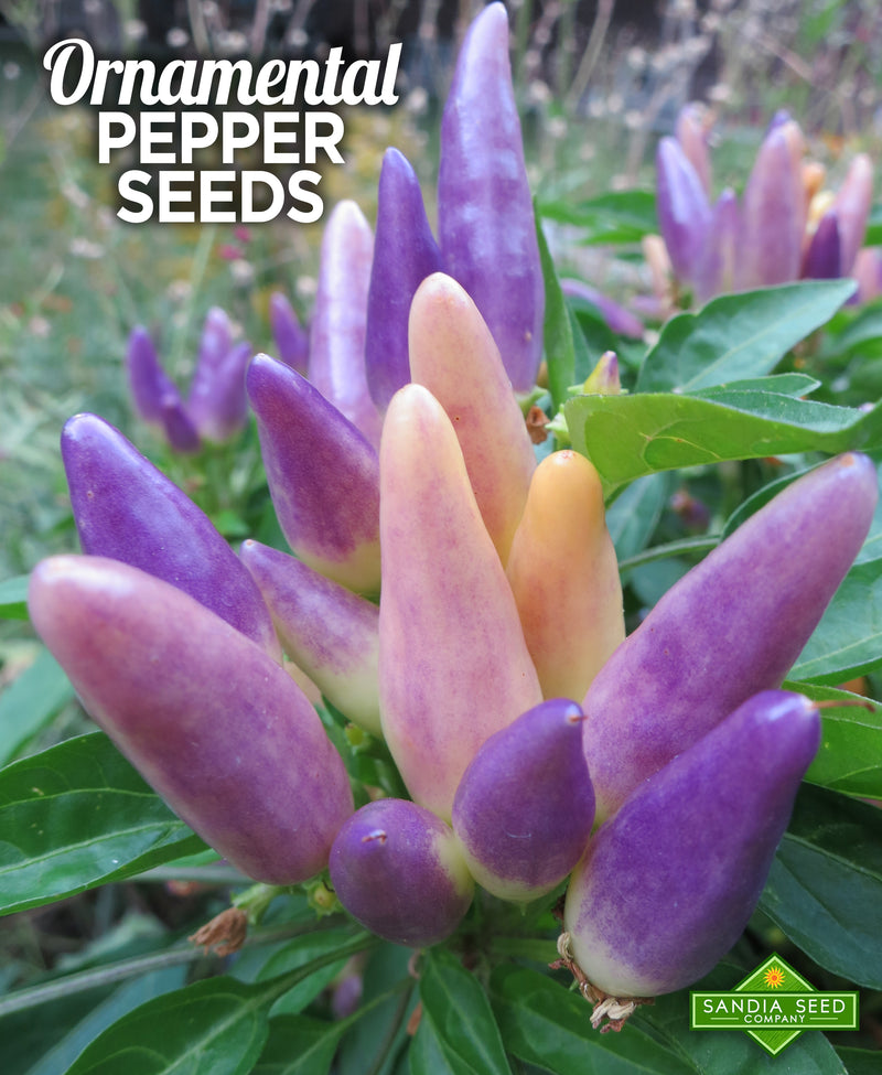 Edible Ornamental Peppers