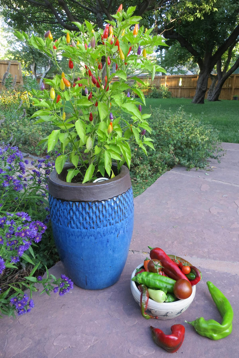 How Long do Chilli Plants live? You can grow chile plants in pots for many years. Shown: Colorful chili pepper plant in a decorative blue ceramic pot, with ripe and unripe peppers, surrounded by garden flowers and fresh harvest.