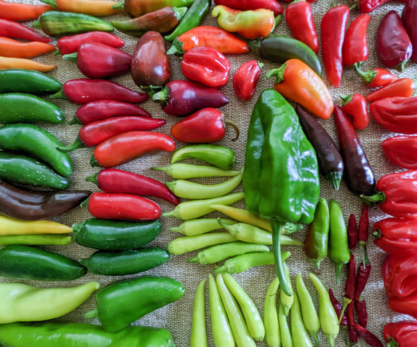 Types of Peppers to Grow – Sandia Seed Company