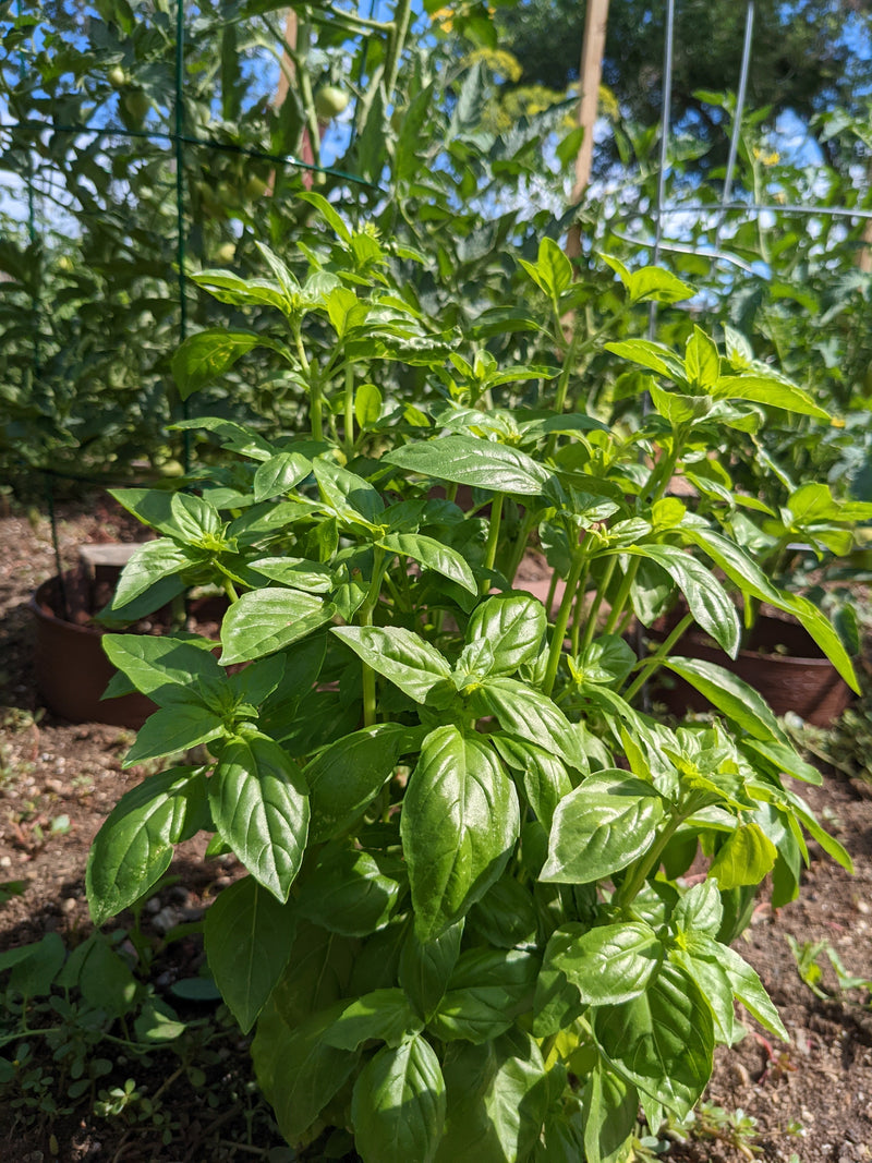 What to plant with Tomatoes