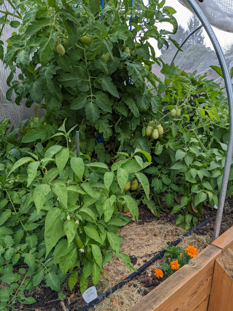 I have flowers on my pepper but no peppers!