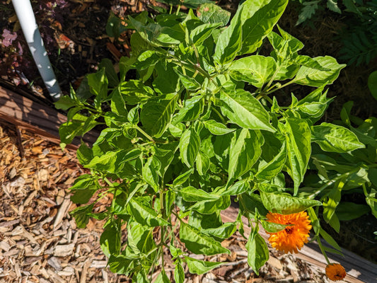Why do my pepper plants have no peppers?