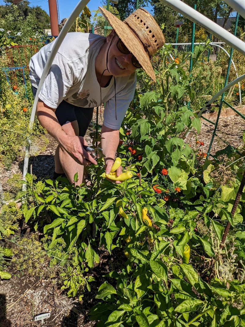 When to Pick Peppers