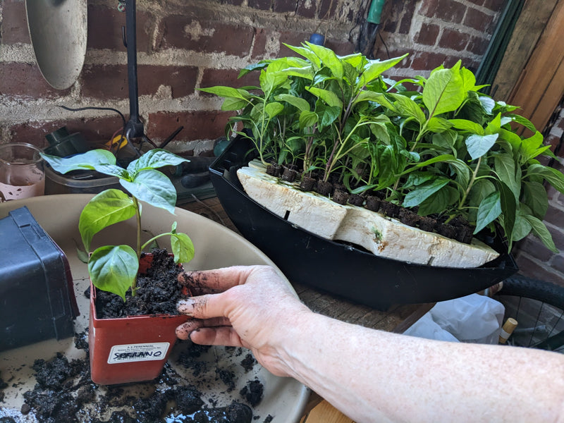 How to transplant Seedlings after Germination