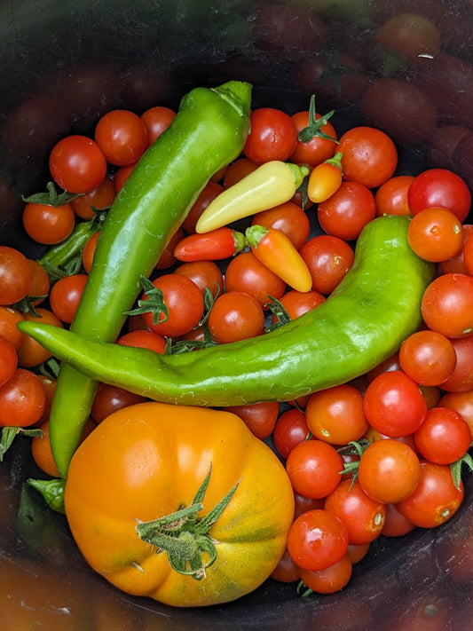 Salsa Garden Peppers