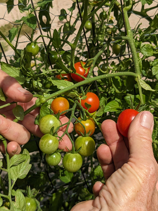 Why grow cherry tomatoes?