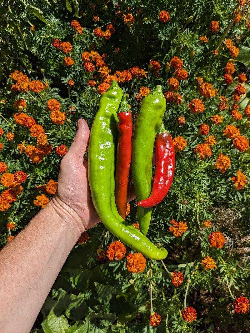 A hand holding fresh green and red chili peppers against a vibrant orange marigold flower garden, illustrating how to grow chili plants.