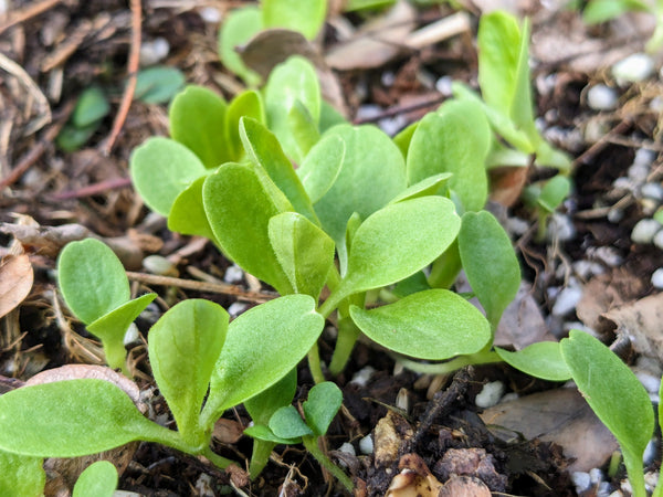 Vegetables You Can Plant in September