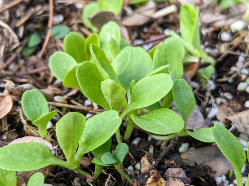 Vegetables You Can Plant in September