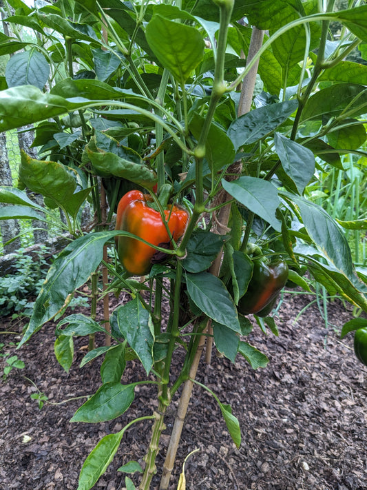 Can you grow peppers in New England?