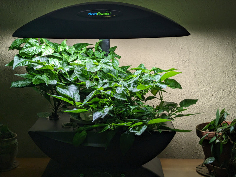 Indoor pepper plants thriving under AeroGarden grow light, showcasing lush green foliage ideal for home gardening enthusiasts.