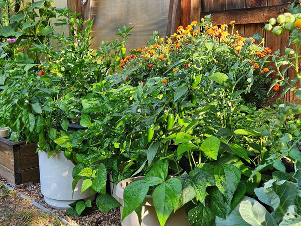 Is it ok to reuse potting soil?