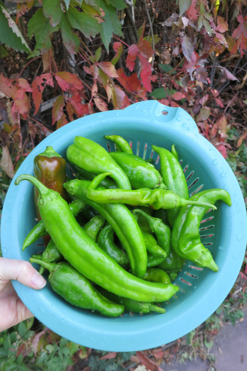 Fall Vegetable Garden Tips - fall harvest of green chile from garden

