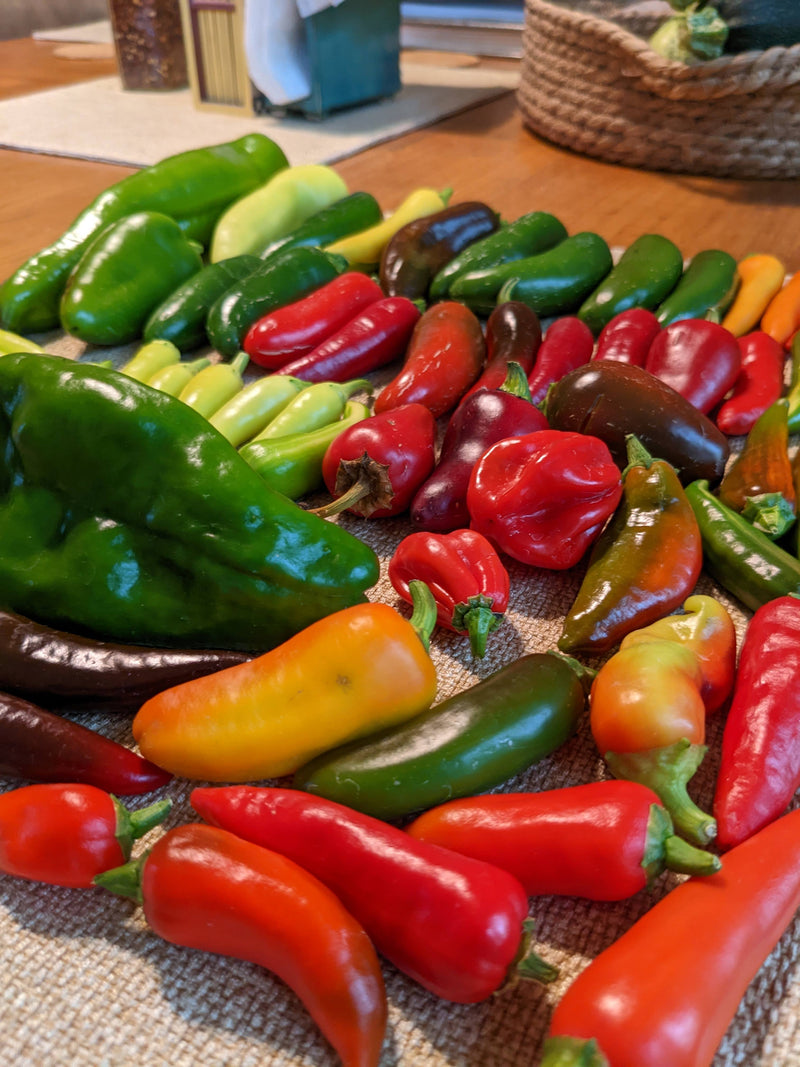 A colorful variety of fresh chili peppers, including green, red, yellow, and purple, displayed on a woven surface for gardening or culinary use.