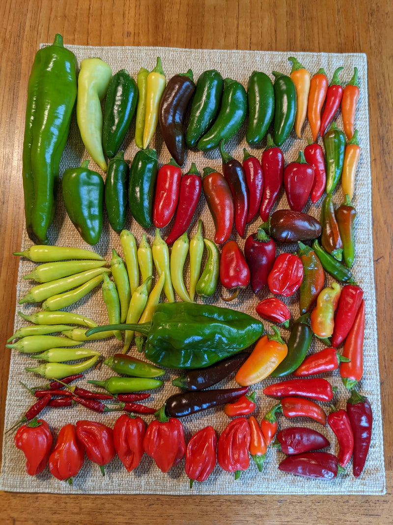 How to Grow Peppers from Seed: Colorful variety of hot peppers, including red, green, yellow, orange, and purple, displayed on a textured cloth on a wooden surface.