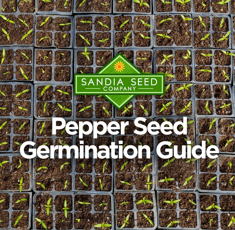 Pepper Seed Germination Guide