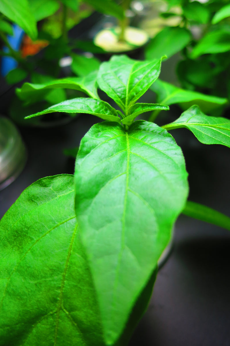 How much should I water my seeds?