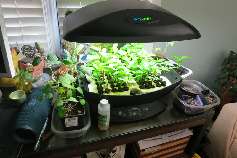 Best Light for Seedlings