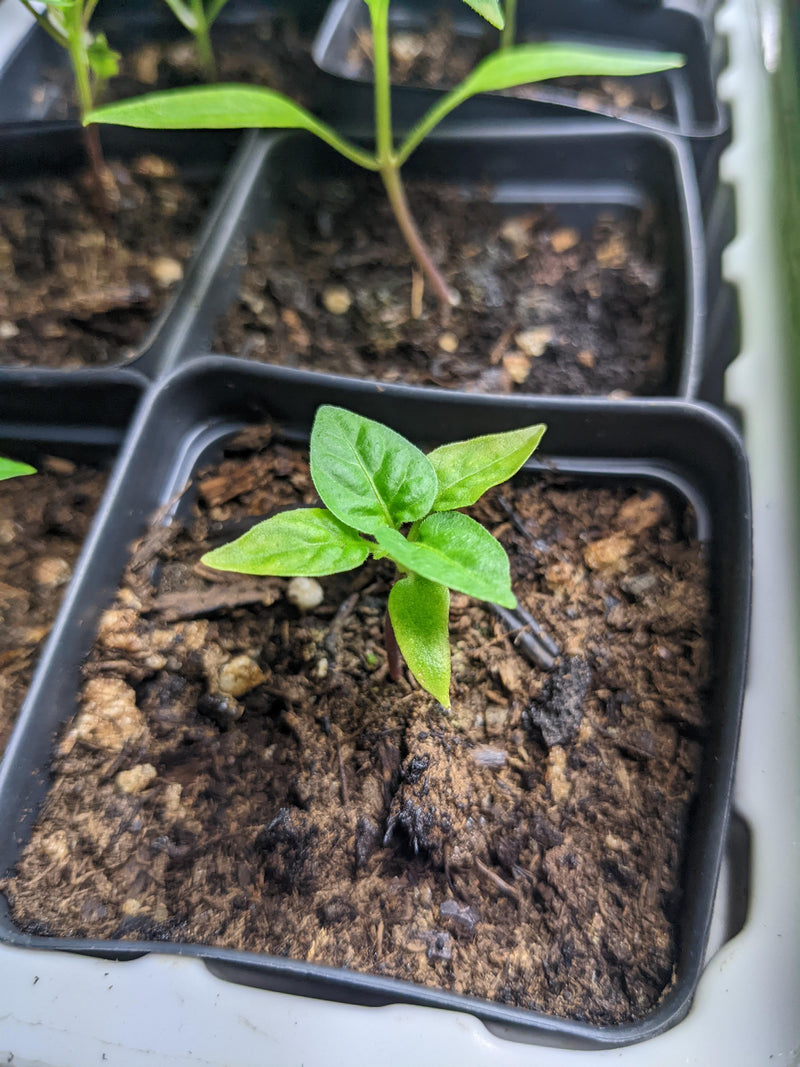 Planting Peppers - A young pepper plant sprouting in a black plastic seedling tray filled with soil, ready for planting or transplanting.
