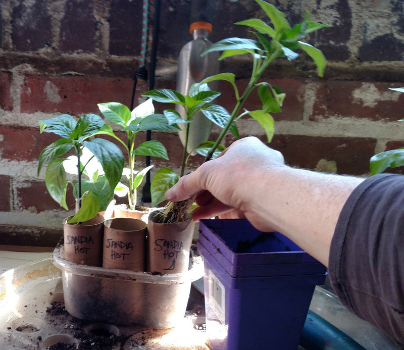 Toilet Paper Pots for Chile Peppers