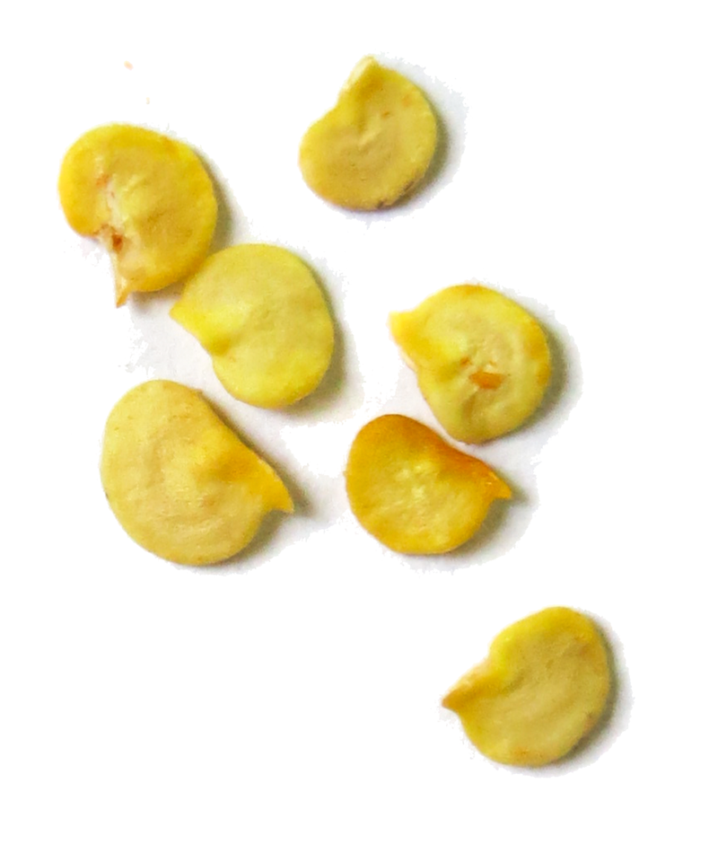 Should you soak pepper seeds before planting? It depends.
