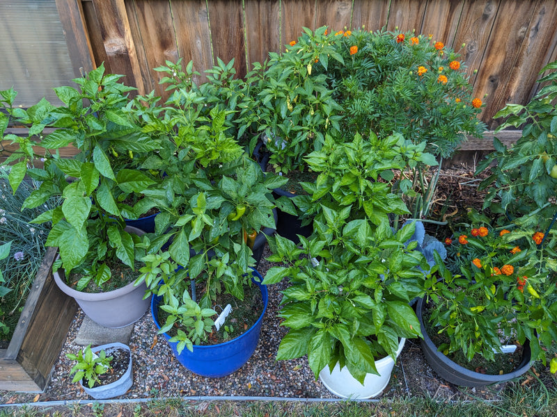 A vibrant container garden with thriving pepper plants and marigolds, showcasing effective care for container-grown peppers in a backyard setting.