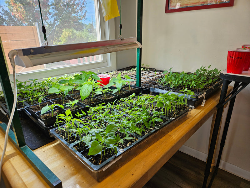 When should I start pepper seeds indoors?