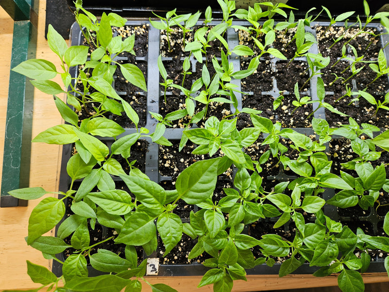 When to Start Pepper Seeds in Colorado