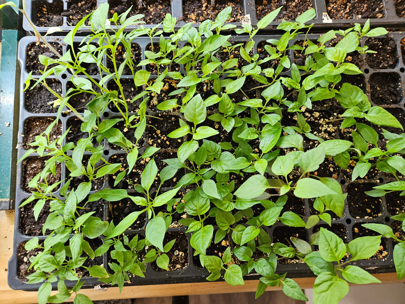 What can I plant in April?