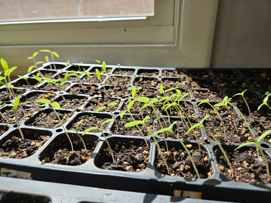 Why are my pepper seedlings growing slowly?
