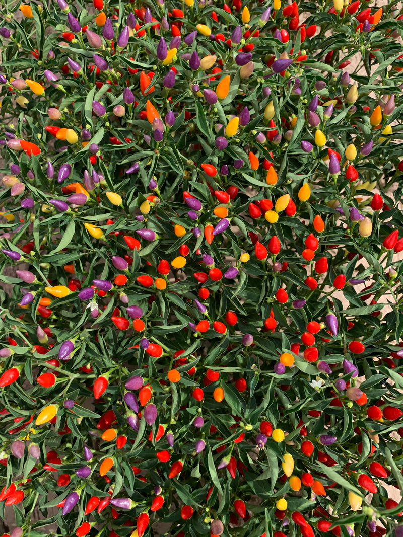 Ornamental Hot Peppers