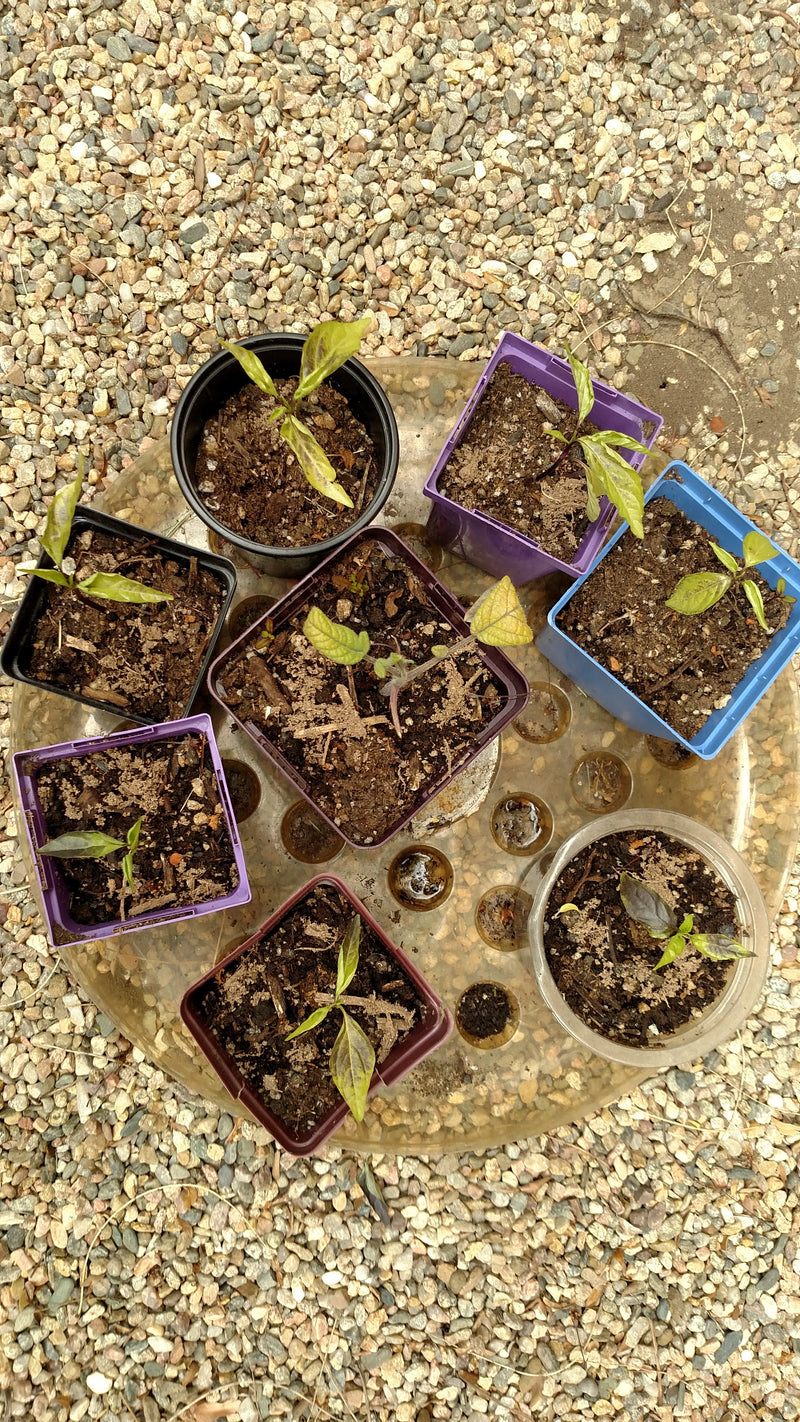 Why are my pepper plants so small?