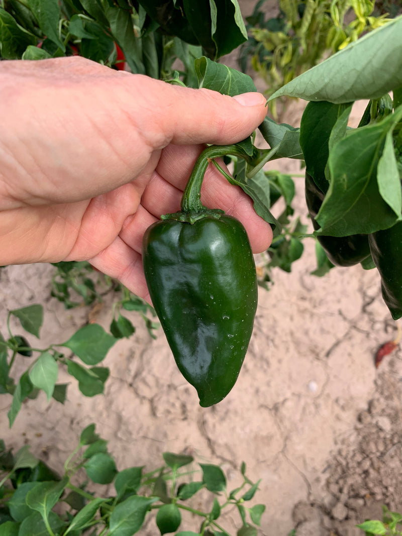 A green poblano pepper growing on a plant, surrounded by lush green leaves, in an outdoor garden setting.