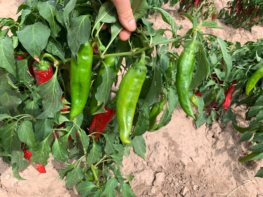 Can you overwinter New Mexico Chile plants?