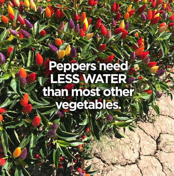 Do peppers need a lot of water? Actually, peppers need less water than most other vegetables.
