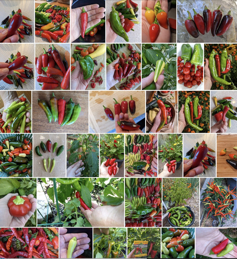 A diverse collection of colorful chili peppers and peppers in various stages of growth, ideal for gardening and planting enthusiasts.
