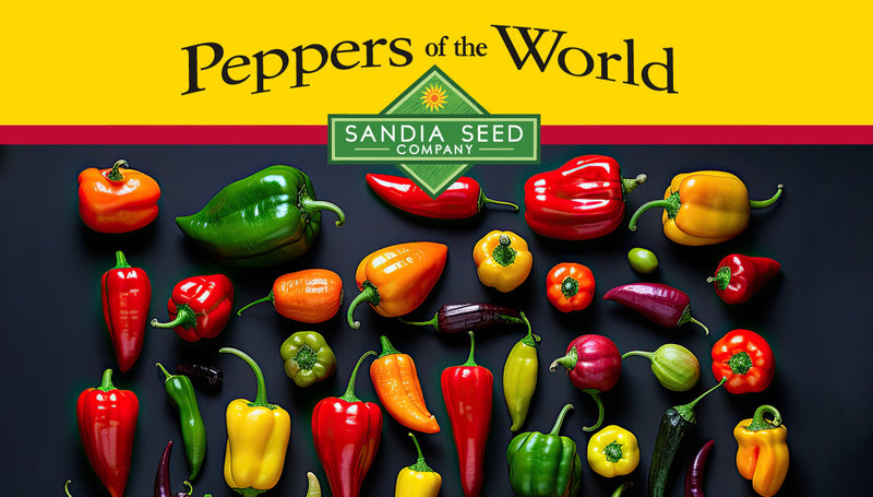 Colorful variety of peppers from around the world, showcasing different shapes, sizes, and vibrant hues in an educational infographic about peppers of the world.