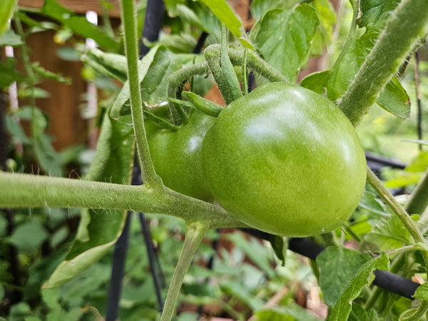 How to get Tomatoes to Ripen on the Vine