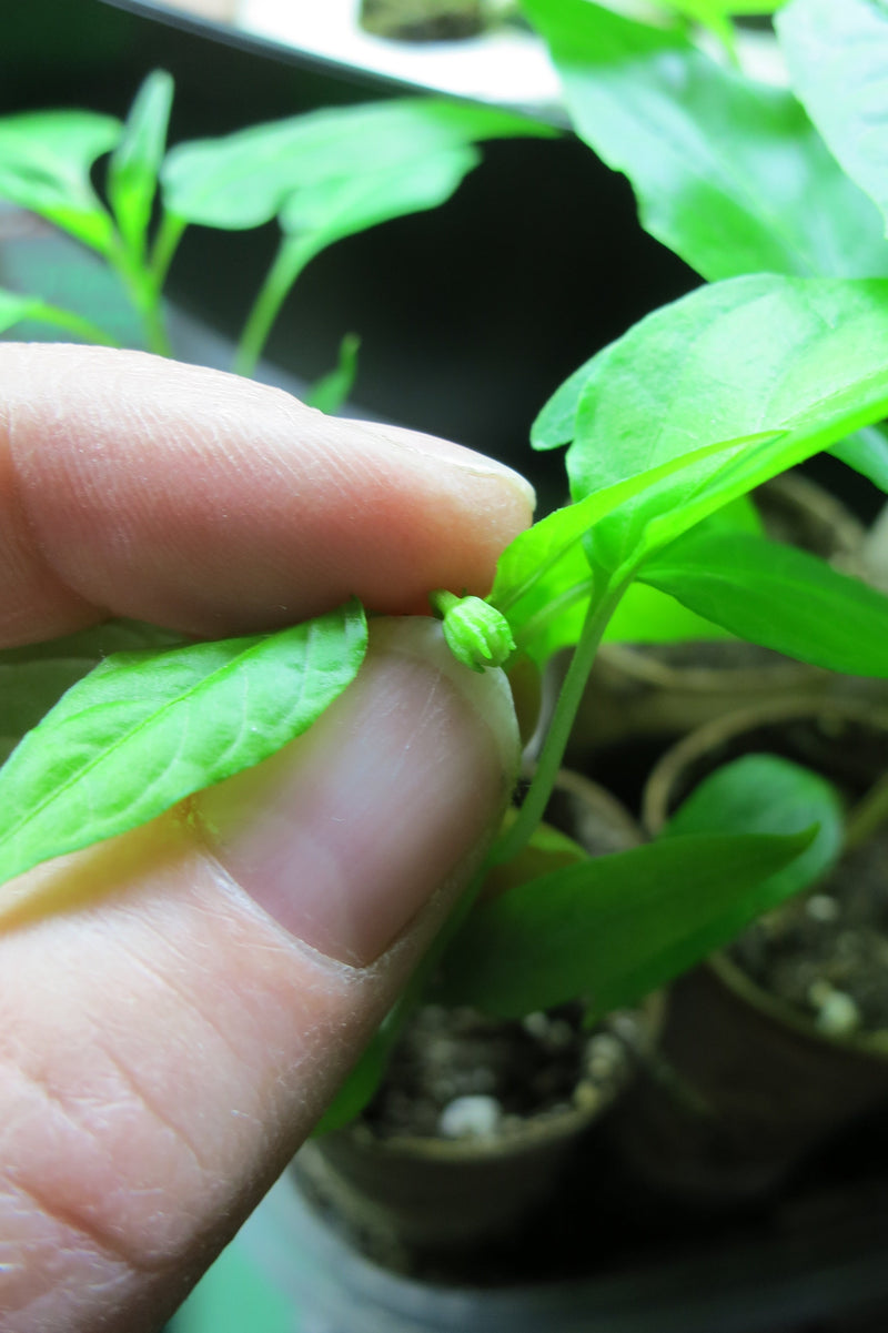 When to Top Pepper Plants - Pinching first blossoms