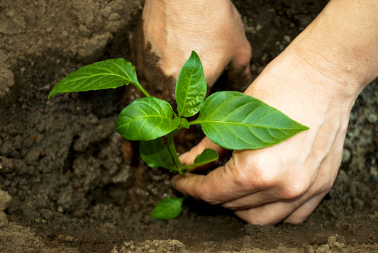 How to Transplant Pepper Plants