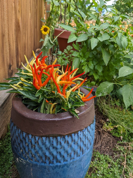 Growing peppers in Containers