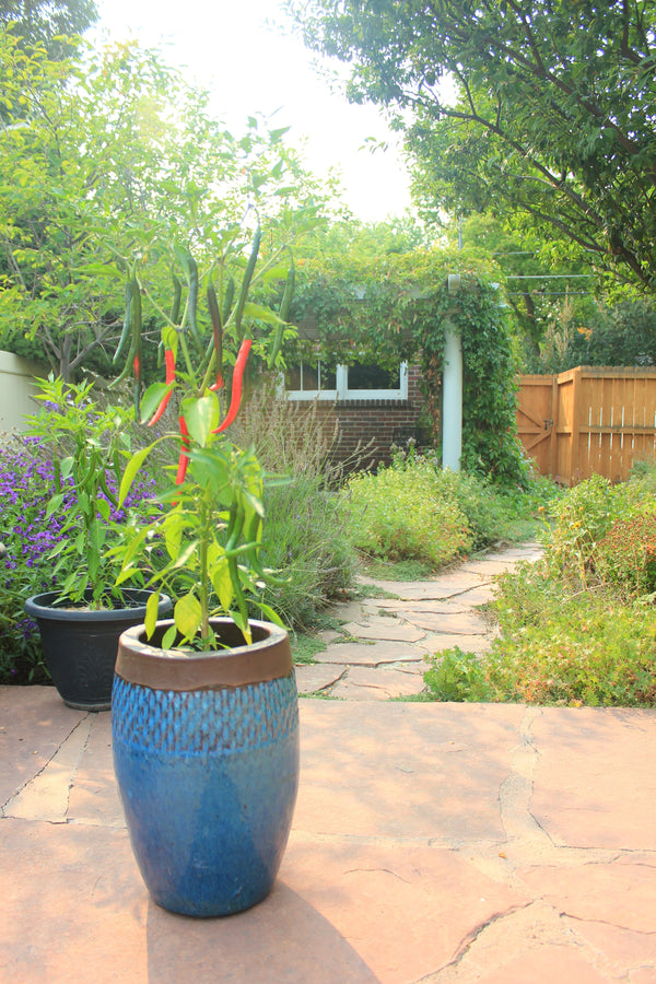 Grow Peppers in Pots: Planting in Spring